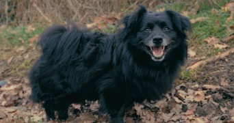 lucie pet sitter à COLOMBES 92700_3