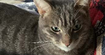 lisa pet sitter à LANDIVISIAU 29400_3
