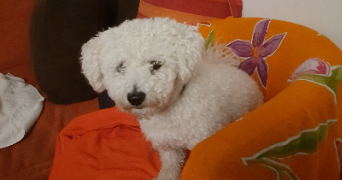 sandra pet sitter à COURBEVOIE 92400_1