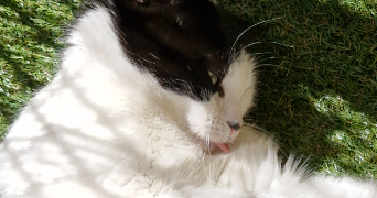 vanessa pet sitter à BARBY 73230_3