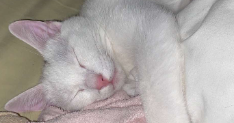 corentin pet sitter à CAEN 14000_3