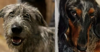 noemie pet sitter à L EGUILLE 17600_2