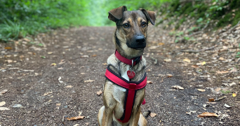 emeline dog sitter à EPINAY SUR SEINE 93800_5