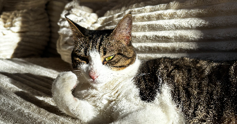 oceane pet sitter à Rocbaron 83136_5