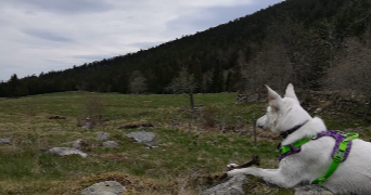 mathieu pet sitter à AMBERT 63600_5