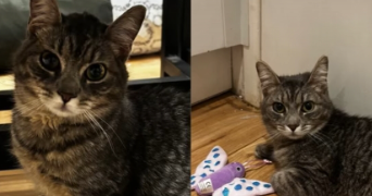 rachel pet sitter à MONTPELLIER 34000_2