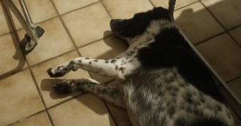 enora pet sitter à BONLIEU 39130_5