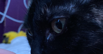 carla pet sitter à LYON 07 69007_3