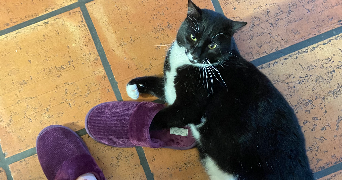 lucie pet sitter à TOULOUSE 31000_2