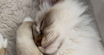 jordan pet sitter à BORNEL 60540_2