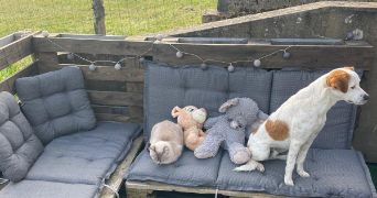 manon pet sitter à LOMBRON 72450_4