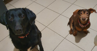 coralyne pet sitter à RIVES DU COUESNON 35140_1