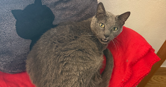 marion pet sitter à La salvetat st gilles 31880_6