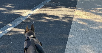 voros pet sitter à O PONTET 84310_5