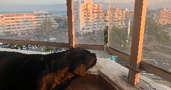 lea  pet sitter à Carnon plage 34130_5