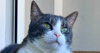 léonie pet sitter à MONT ST AIGNAN 76130_4