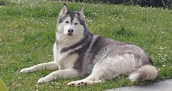 claire pet sitter à PAUCOURT 45200_1