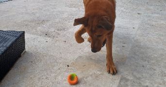 oceane pet sitter à MUS 30121_4