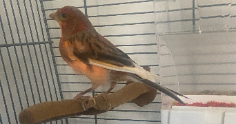 cathy pet sitter à Lillers 62190_4