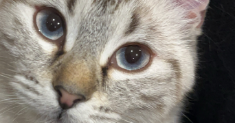gabrielle pet sitter à VALENCIENNES 59300_1