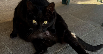 louane pet sitter à EYGUIERES 13430_2