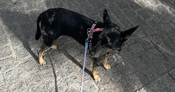 clarisse pet sitter à MARSEILLE 02 13002_2