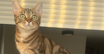 niema pet sitter à LYON 09 69009_5
