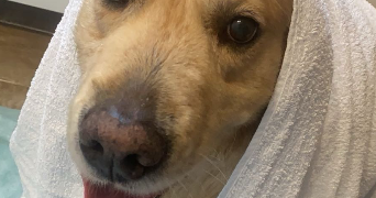 lena pet sitter à MAUREPAS 78310_8