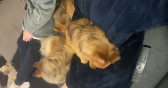 anaëlle pet sitter à ELBEUF 76500_2