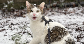 lauryne pet sitter à Bruay la Buissière 62700_1