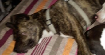 patricia pet sitter à MEUDON 92190_1