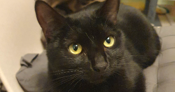 laurence pet sitter à SETE 34200_3