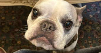 apolline pet sitter à POITIERS 86000_5