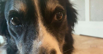 maellane pet sitter à BERNAY 27300_2