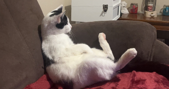 pauline pet sitter à Cherbourg 50130_4