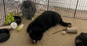 moeata pet sitter à MONTROUGE 92120_4