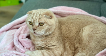 Sarah pet sitter à Épinay-sur-Seine 93800_6