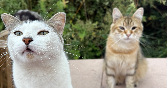 victoria cat sitter à PIERRELAYE 95480_0