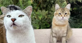 victoria cat sitter à PIERRELAYE 95480