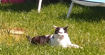 lucie pet sitter à VILLEURBANNE 69100_4