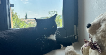 marie cat sitter à BANNE 07460_9