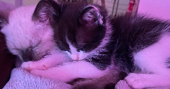 robine pet sitter à AUCAMVILLE 31140_8