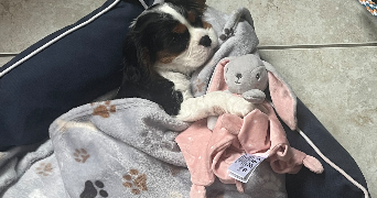 maeva pet sitter à DELLE 90100_3