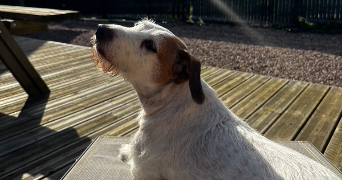 olivia dog sitter à BEDEE 35137_2