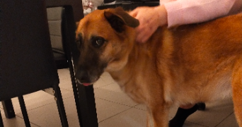 neila pet sitter à CASTELNAU LE LEZ 34170_9