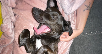 loane pet sitter à LA TESTE DE BUCH 33260_4