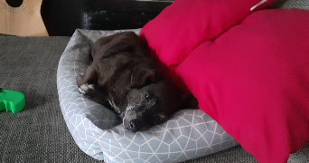 naomie pet sitter à LILLE 59260_7