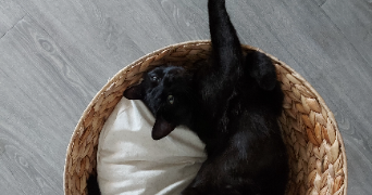 anaïs pet sitter à GALLARDON 28320_1
