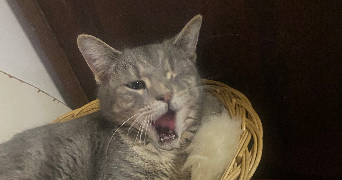 loane pet sitter à LE PRADET 83220_0