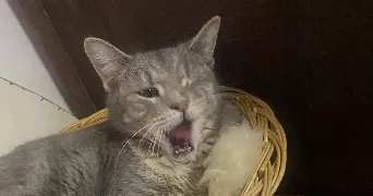 loane pet sitter à LE PRADET 83220
